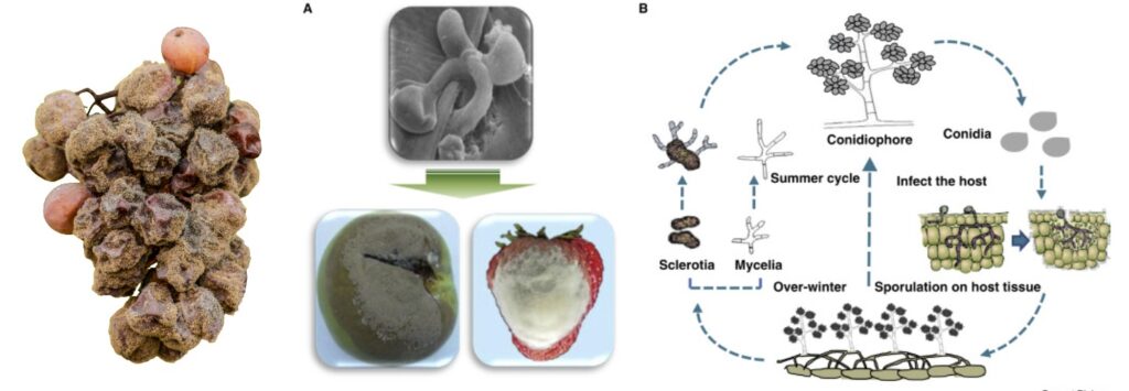 Botrytis Reduction-Environment